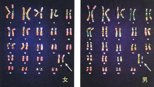 香港验血顺丰邮寄查男女;Y染色体和X染色体的区别